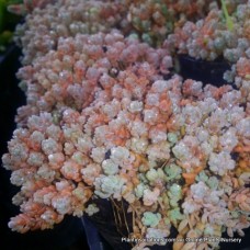 Sedum dasyphyllum major Rainbow x 1 Succulents Plants Groundcover Grey Corsican Hanging Basket Thick Leaf Love and Tangles Stonecrop Hardy Rockery Garden pot Sedum dasyphyllum major Rainbow x 1 Succulents Plants Groundcover Grey Corsican Hanging Basket Thick Leaf Love and Tangles Stonecrop Hardy Rockery Garden pot